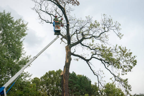 Tree Root Removal in Allison Park, PA